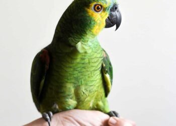 Más de 300 nombres de aves: un hermoso desastre